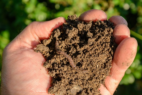 Hand holding worm in healthy earth in hand - close-up