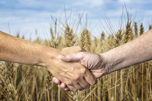Farmers handshake over the wheat crop. Agricultural business.