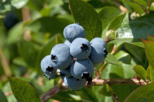 Blueberry On The Tree