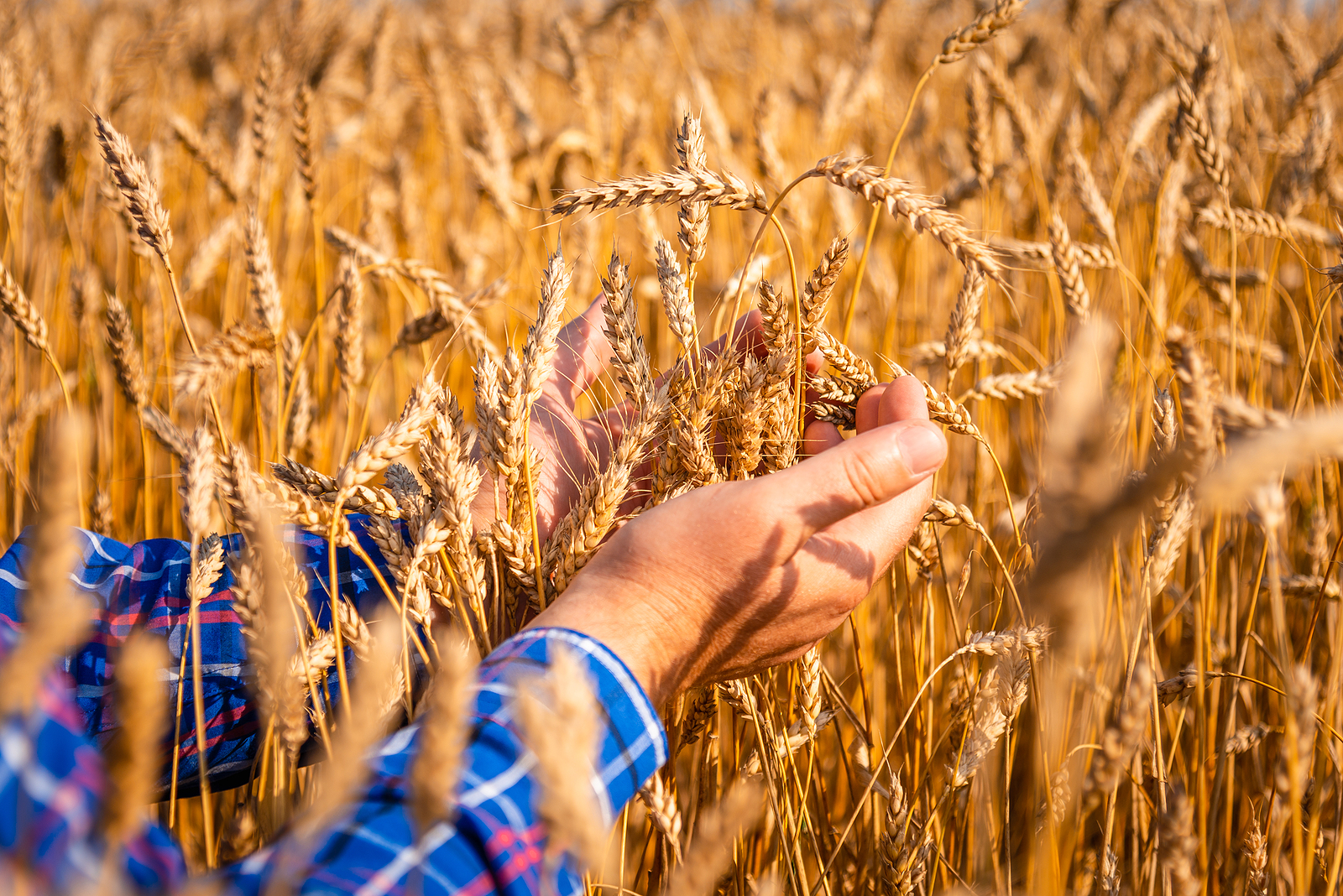Agronomist Man Inspecting Wheat Plants In A Field Before The Harvest