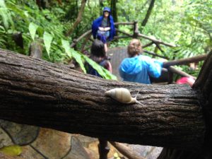 CR3 Slug at Fortuna Waterfall