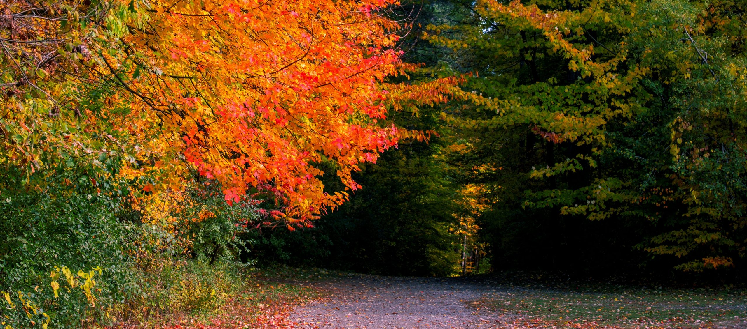 fall