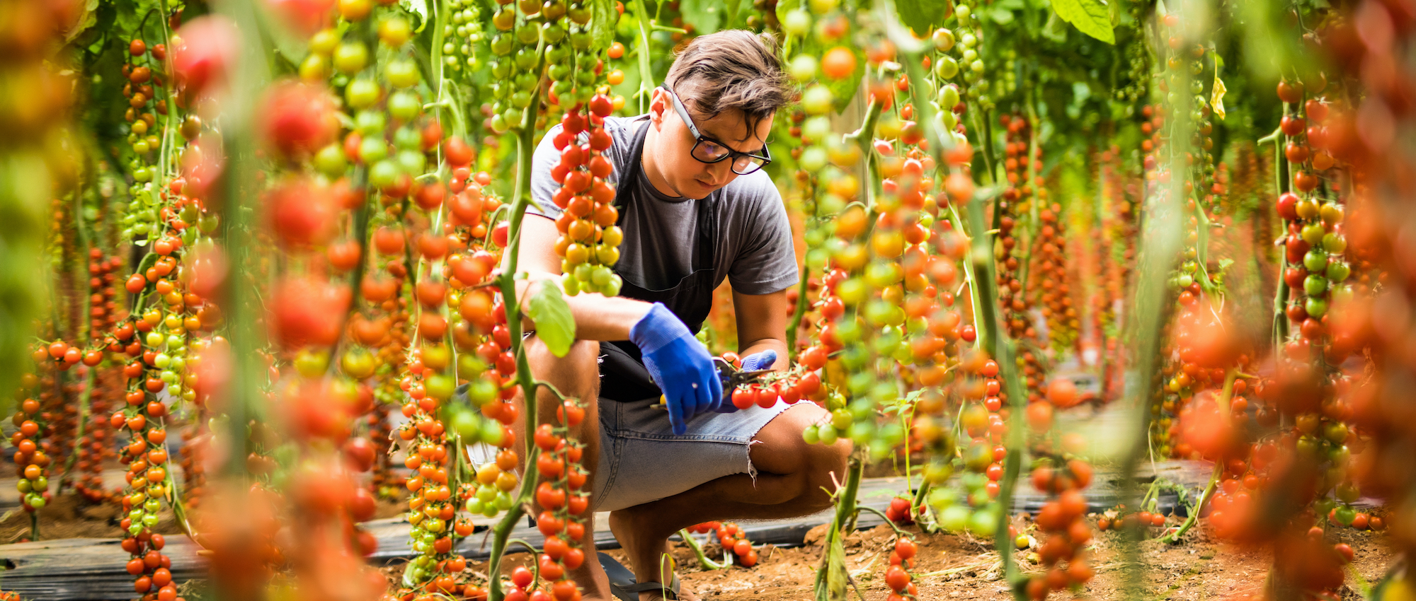 Young Man Farmer Collects With Scissors Cherry Tomatoes In The Greenhouse Tomatoes In The Greenhouse
