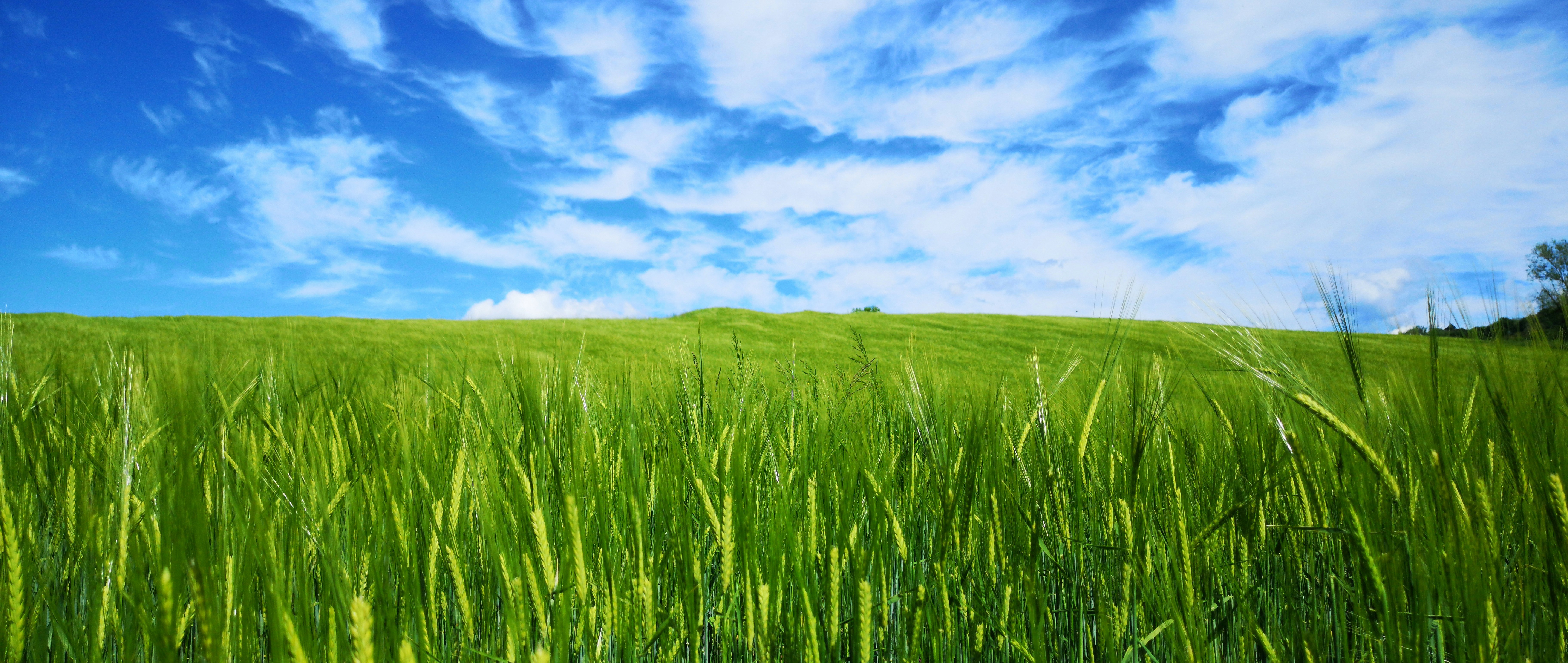 field